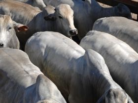 Números de abate de bovinos evoluem 