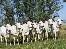 Projeto Nelore JOP realiza Dia de Campo com Nelore POI 