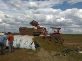 Silagem produzida na ExpoZebu Dinâmica abastece mercado