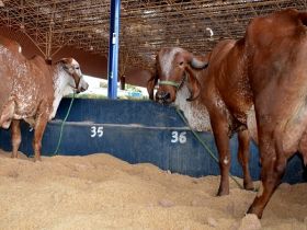 Zebuínos estreiam na Megaleite 2014