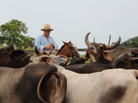 Ao pecuarista, nossos parabéns!