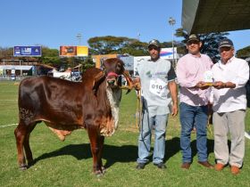 PMGZ Leite disponibiliza consulta de avaliações genéticas na Megaleite  