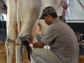 Concurso Leiteiro de zebuínos termina na Megaleite 2014