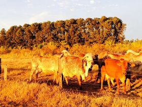 Dobra procura por uma vaga no Concurso Leiteiro Natural 