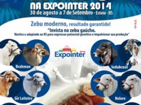 Zebu gaúcho preparado para entrar em pista