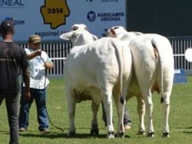 Prazo final para inscrições de animais na Expoinel