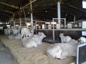 ABCZ terá programação extensa na Expointer