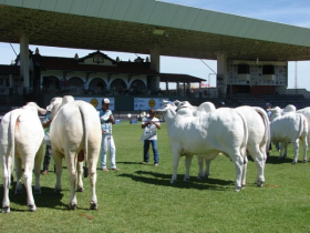 Expoinel Minas é passarela de estreia para novos times de pista