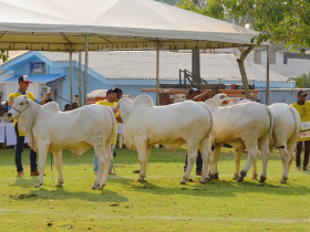 46ª Expoacre reúne mais de 100 zebuínos em pista