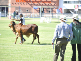 Cresce o número de animais da raça Sindi inscritos na ExpoZebu