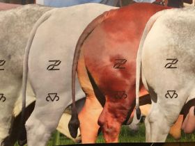 Superintendência Técnica da ABCZ celebra resultados positivos e planeja novas ações para o triênio