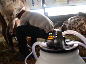 Ordenhas oficiais do 41º Concurso Leiteiro começam nesta terça (30)