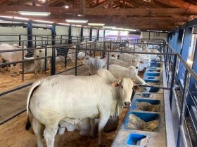 16ª ExpoGenética: Último dia para entrada de animais no Parque Fernando Costa