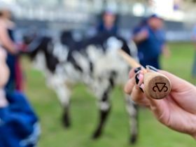 78º Curso de Exterior e Julgamento de Zebuínos acontecerá de 20 a 23 de julho