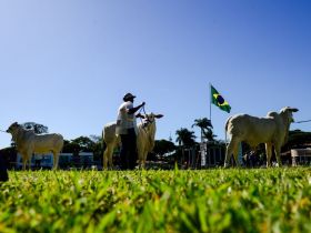90ª ExpoZebu: terceiro dia de inscrições termina com 70% das vagas preenchidas