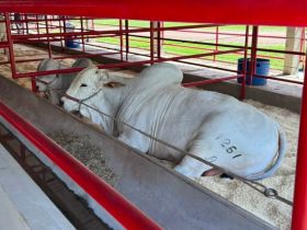 ABCZ comemora sucesso da primeira Feira Pró-Genética do ano
