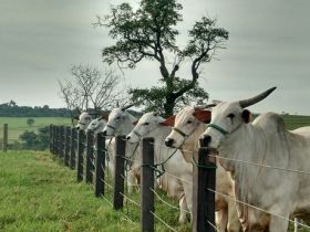 Criatórios tradicionais escolhem o PMGZ como programa de melhoramento genético