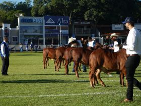 90ª ExpoZebu: confira informações importantes sobre inscrições de animais
