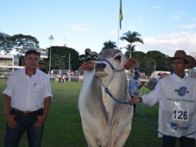 Tabapuã anuncia Grandes Campeões