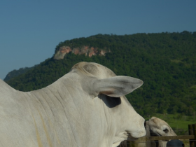 Projeto de Lei estimula produtividade e cuidados ambientais