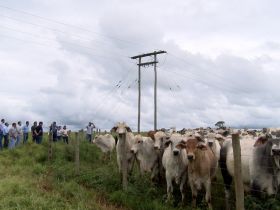 ‘Zebu: Carne de Qualidade’: ABCZ e parceiros acompanham evolução dos animais participantes do programa 