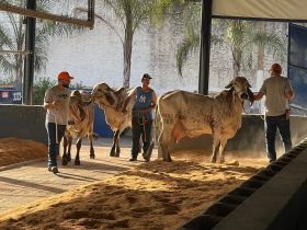 Animais da 88ª ExpoZebu começam a chegar ao Parque Fernando Costa