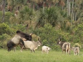 Mercado pede touro com RGD 