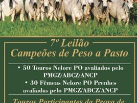 7º Leilão Campeões de Peso a Pasto oferta Nelore avaliado pelo PMGZ