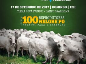 7º Leilão Reprodutores Fazenda Bodoquena ofertará reprodutores avaliados pelo PMGZ