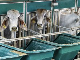 Associação de Brahman realiza I Fórum de Atualização Técnica da Raça