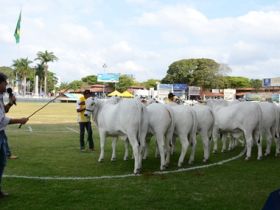 Nelore comemora resultados da Expoinel