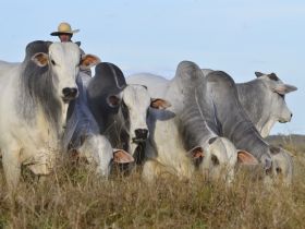 Mercado de sêmen das raças zebuínas lidera vendas em 2023