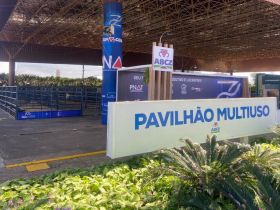 ExpoGenética: Touros do PNAT chegam ao Parque Fernando Costa neste sábado (19)