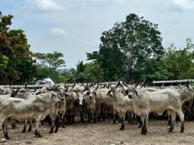 ABCZ inspeciona animais zebuínos para registro genealógico na Guatemala