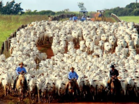 Cadeia produtiva da pecuária cresce 27% 