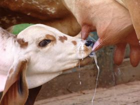 ABCZ amplia possibilidades para produtores de leite 100% zebuíno obterem selo Leite de Zebu