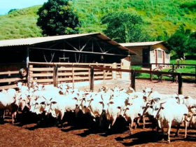 ABCZ fará os primeiros registros da raça Punganur durante  ExpoZebu