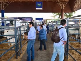 18ª ExpoGenética: criadores e técnicos elegem os destaques do PNAT