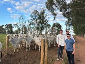 Brazilian Cattle: Brasil abre mercado de exportação de genética bovina para a Indonésia