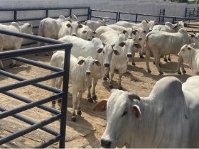 Animais da ExpoGenética começam a chegar ao Parque Fernando Costa