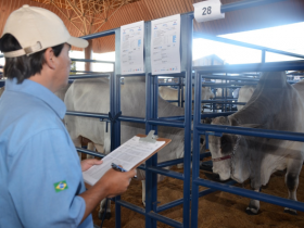 PNAT ultrapassa 82 mil inseminações comunicadas à ABCZ