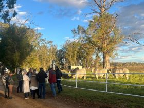 ABCZ na África: Brazilian Cattle realiza missão em Angola e África do Sul