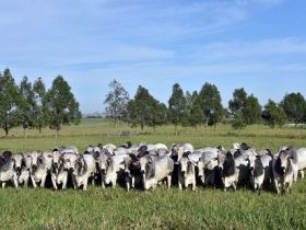 Criatórios tradicionais destacam genética como insumo multiplicador da pecuária