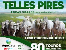 ‘'2º Leilão Virtual Fazenda Telles Pires’ irá ofertar mais de 80 exemplares de Nelore PO