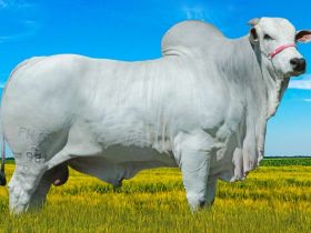 ABCZ participará de Congresso de Pecuária Bovina, em Vila Velha (ES)