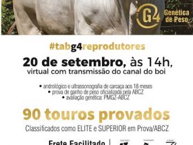 ?Leilão TAB G4 Reprodutores? será realizado no próximo domingo (20), com mais de 90 touros Tabapuã