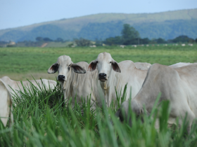 Esalq/USP debate pecuária de corte