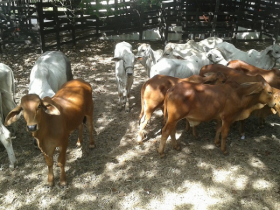 4ª PGP da ANORC começa hoje 