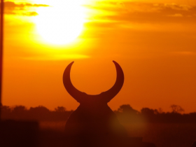 Criatórios do Oeste da Bahia iniciam 4 PGPs de Guzerá e Nelore esta semana