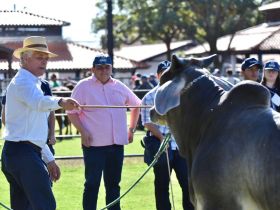 Inscrições para 76º Curso de Exterior e Julgamentos de Zebuínos estão esgotadas